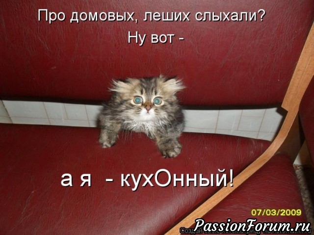 Котэ- домовые)))