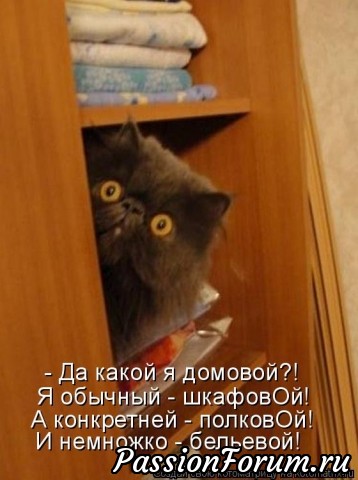 Котэ- домовые)))