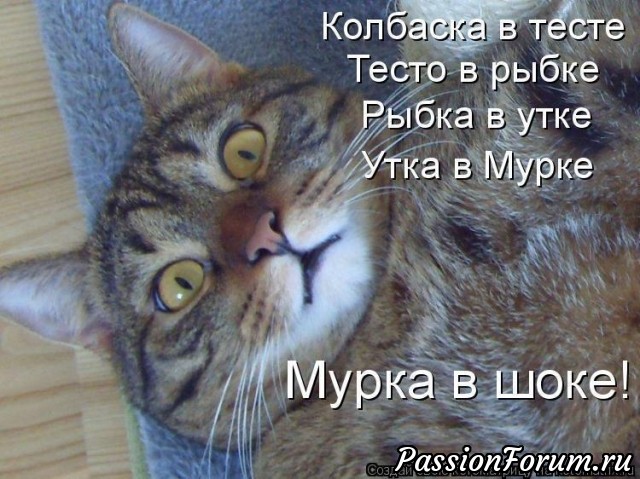 Котейки рулят))