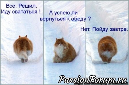 Котейки рулят))