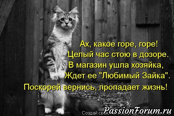 Котейки рулят))