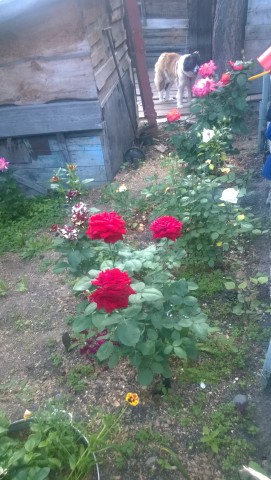Розы мои розы!! И не только)))
