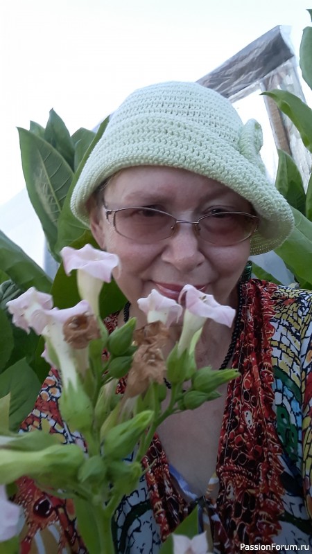 Что растёт на нашем маленьком огородике.