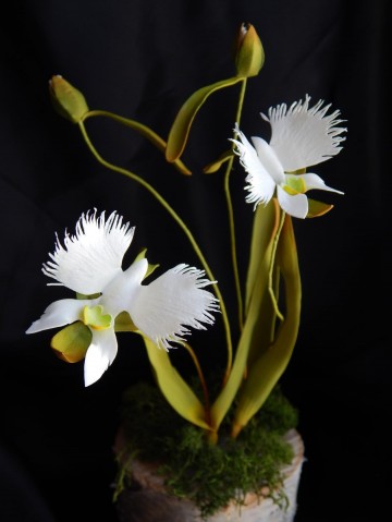 орхидея "белая цапля" из фоамирана