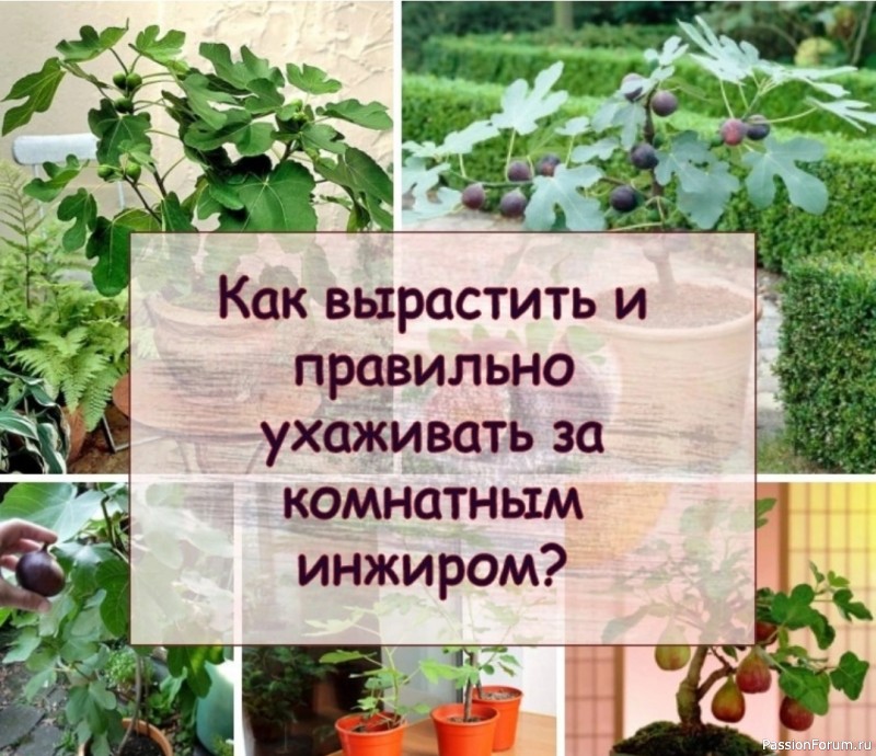 Как вырастить и правильно ухаживать за комнатным инжиром?