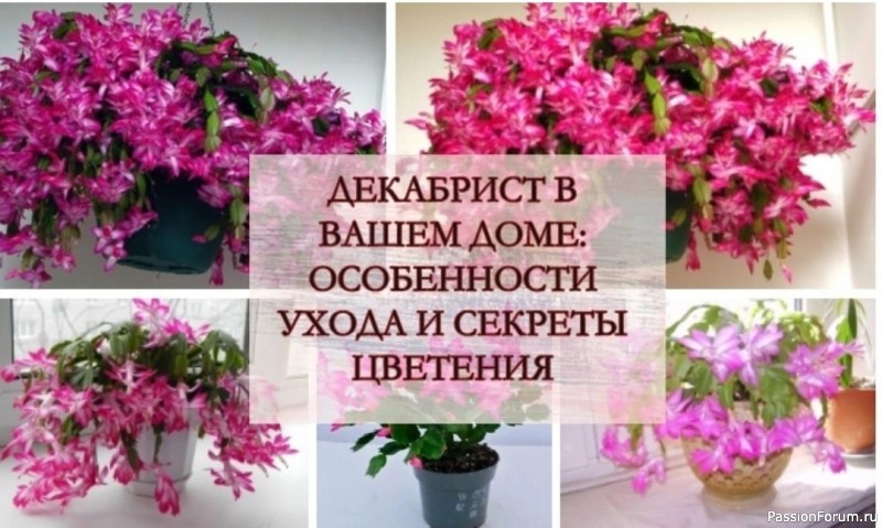 Декабрист: особенности ухода и секреты цветения Декабрист: особенности ухода и секреты цветения