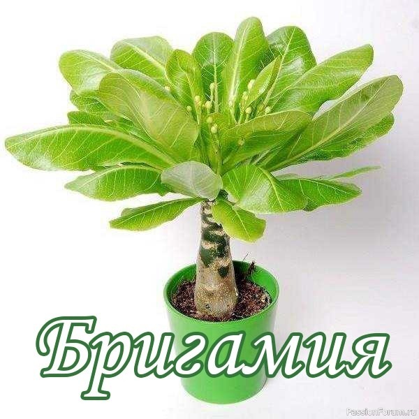 Бригамия — экзотика в вашем доме Бригамия — экзотика в вашем доме