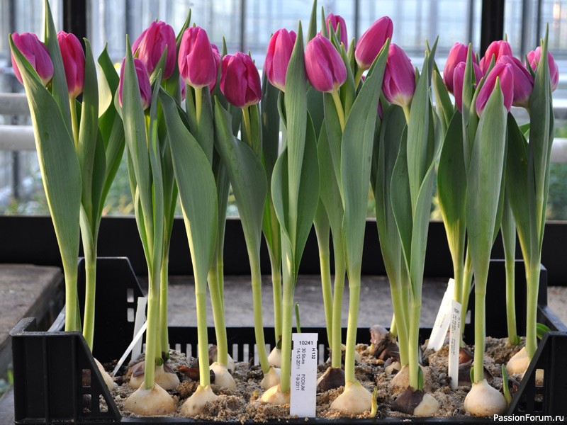 Комнатные растения. Как вырастить тюльпаны на подоконнике