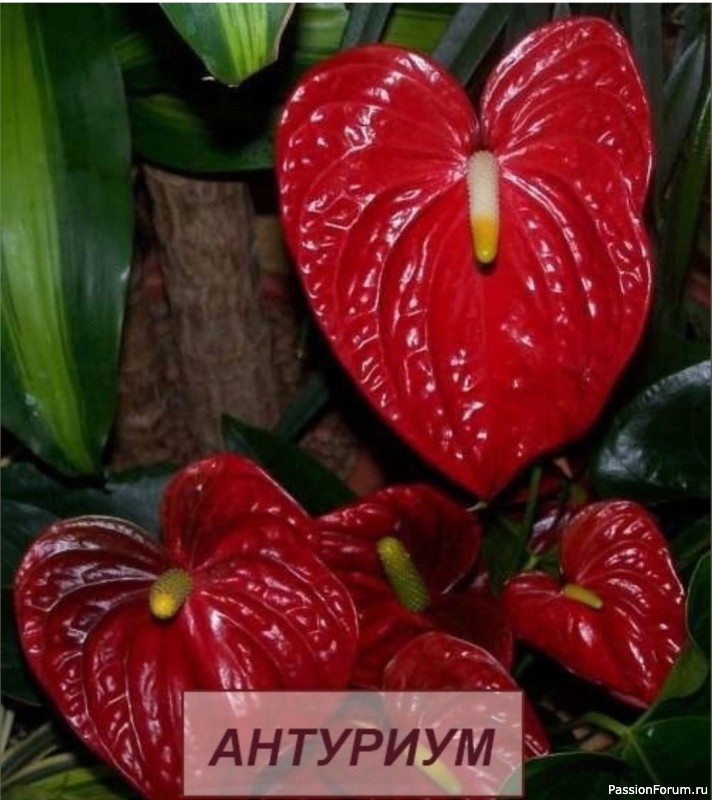 Комнатные растения. Антуриум