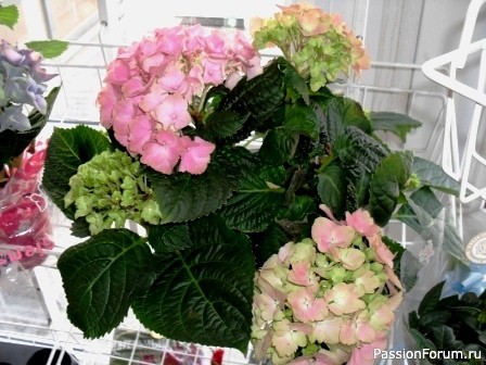 Комнатные растения. Как вырастить гортензию.