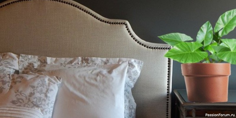 Комнатные растения. 5 домашних растений для улучшения сна