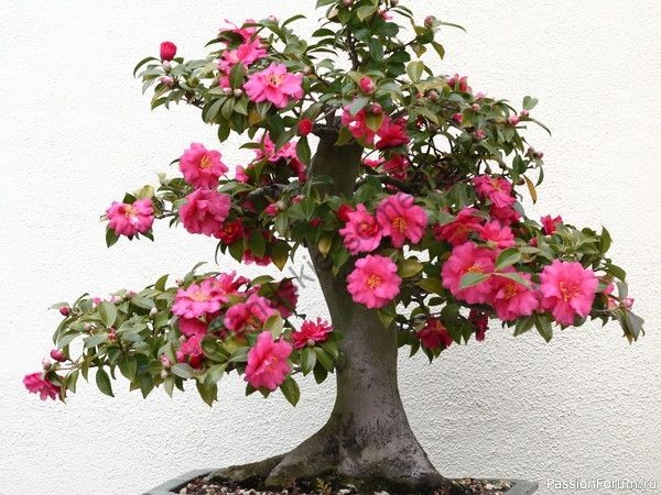 Комнатное растение "Камелия".