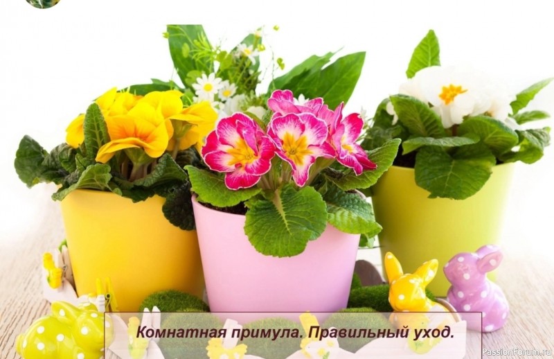 Комнатная примула. Правильный уход.