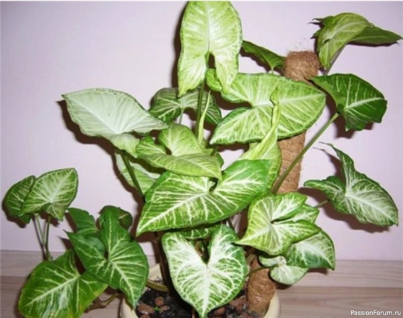 Комнатное растение Сингониум