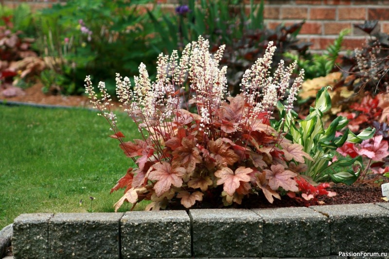 Дачникам. Гейхера: огонь в тени сада