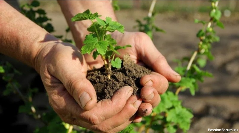 Дачникам. Зимний способ размножения смородины