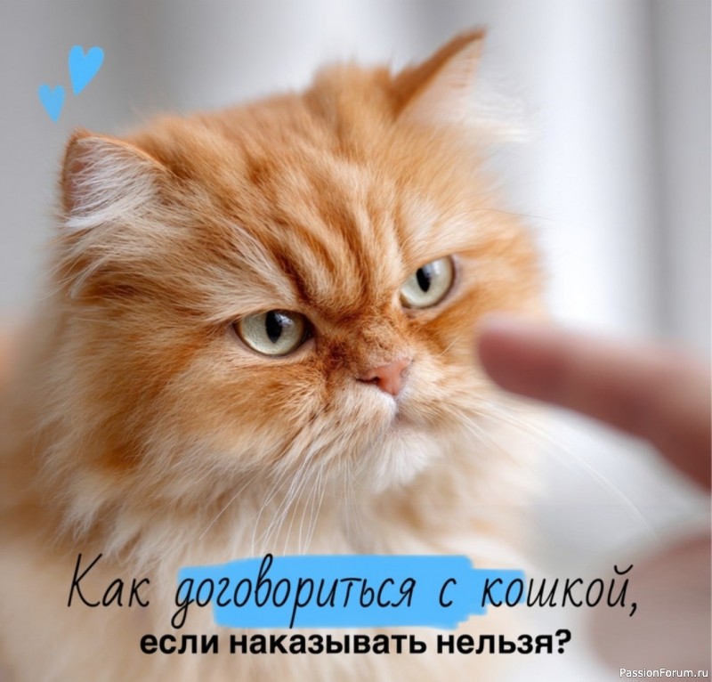 Как договориться с кошкой, если наказывать нельзя