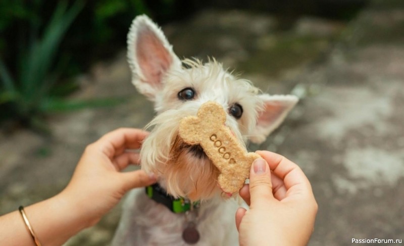 10 вещей, о которых мечтает ваша собака