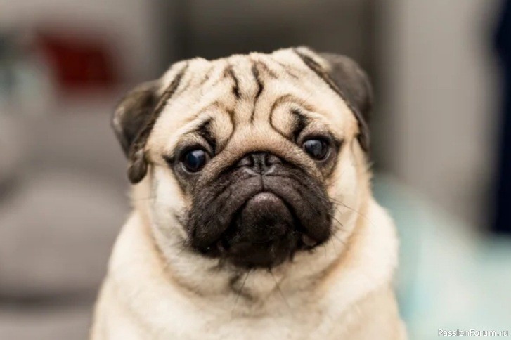 Дизайнерские собаки исчезнут через 10 лет