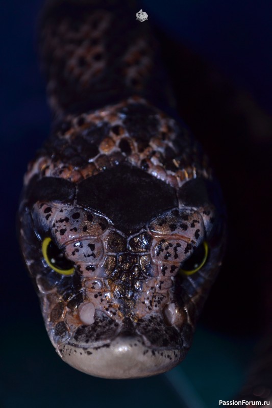 ​Свиноносый ужик