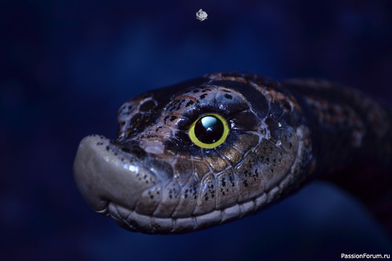 ​Свиноносый ужик