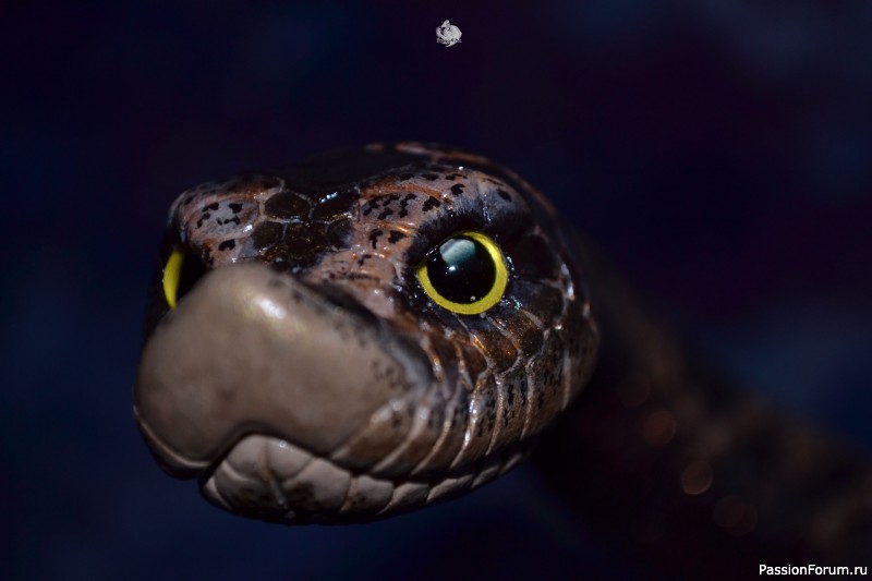 ​Свиноносый ужик