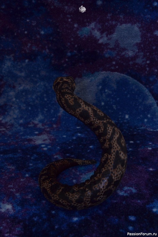 ​Свиноносый ужик