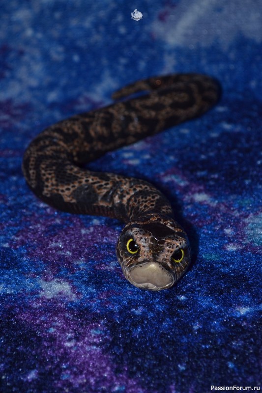 ​Свиноносый ужик