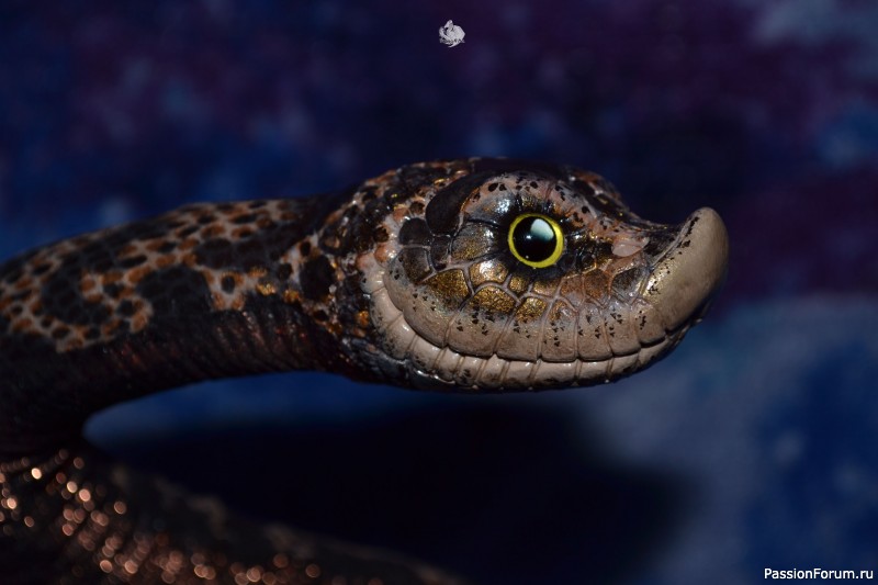 ​Свиноносый ужик