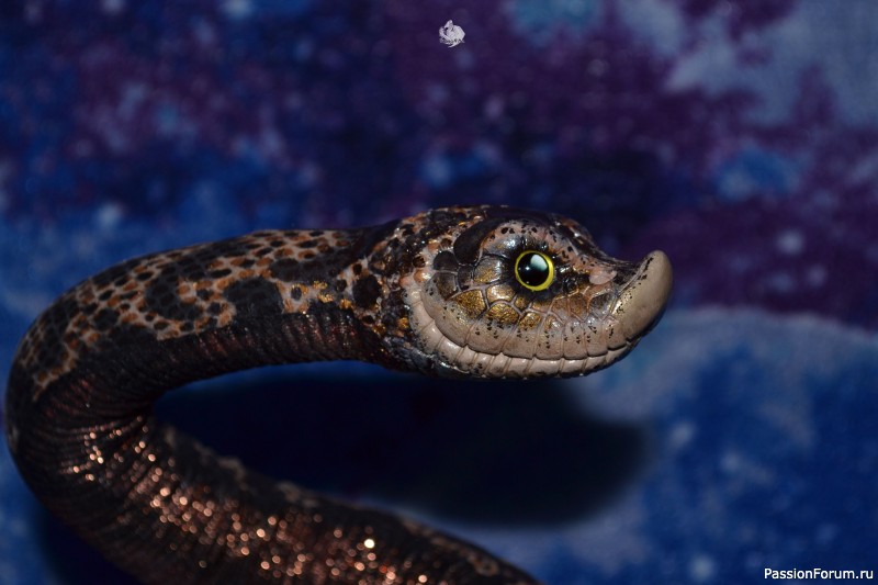 ​Свиноносый ужик