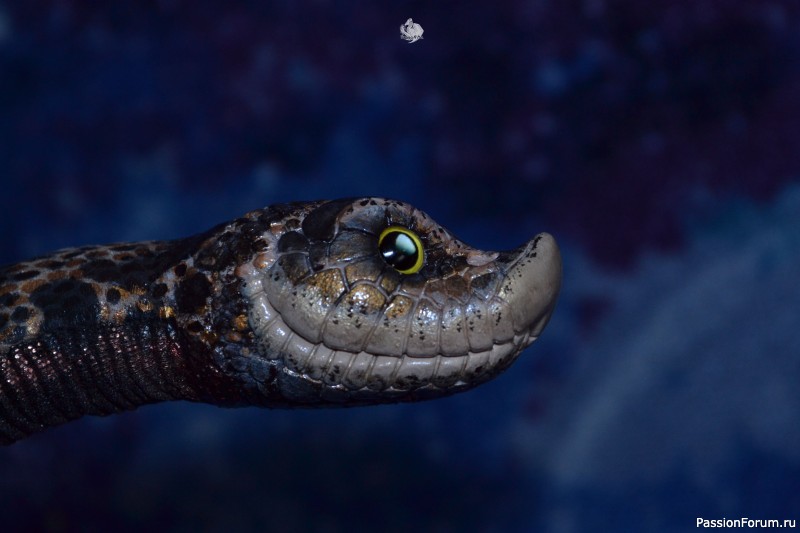 ​Свиноносый ужик