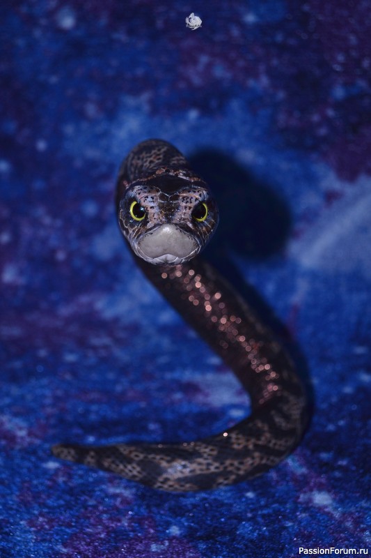 ​Свиноносый ужик