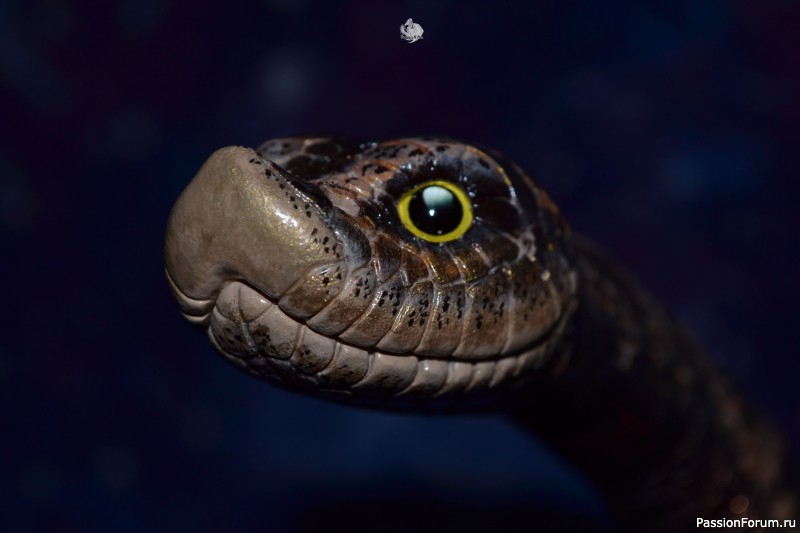 ​Свиноносый ужик