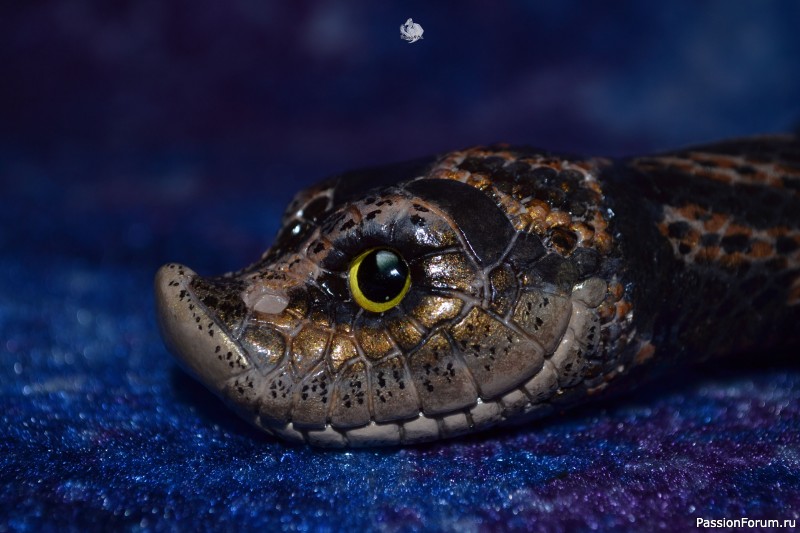 ​Свиноносый ужик