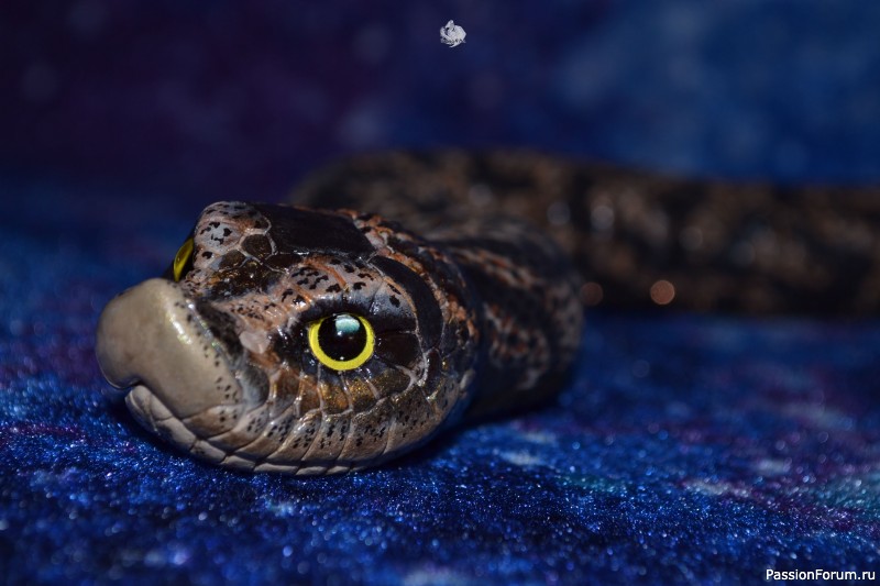 ​Свиноносый ужик