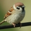 sparrow (Ольга)