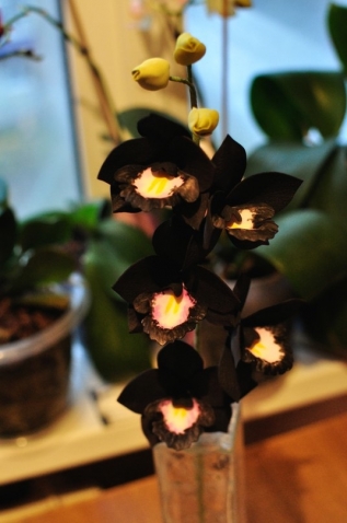 мои орхидеи