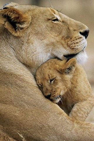 Материнская забота и нежность животных