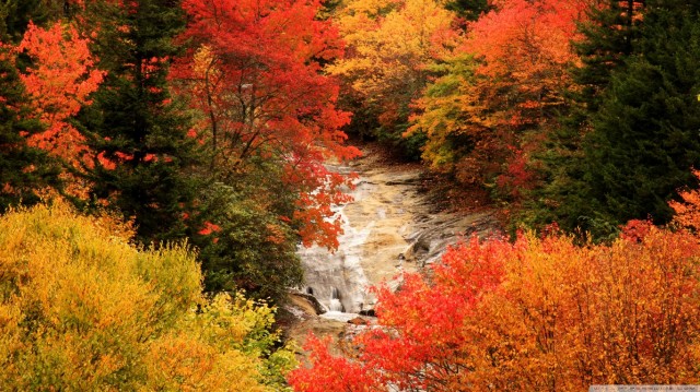 Листьев жёлтых, листьев красных, много в эти дни. посмотрите, как прекрасно выглядят они!