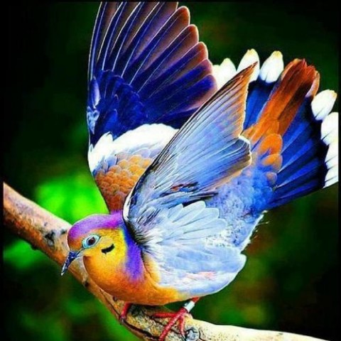 Красивые птицы планеты!
