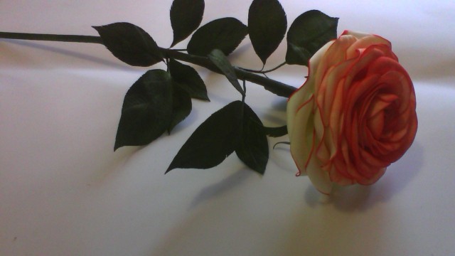 Роза на стебле