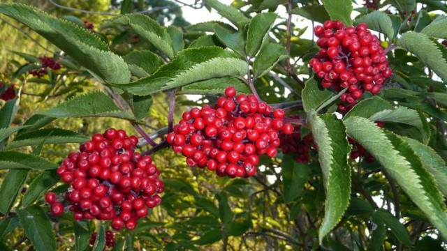 Съедобные растения дикой природы