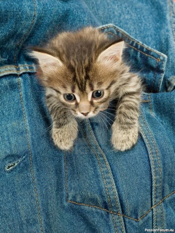 Котенок в кармашке фартушка