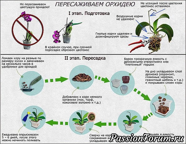 Пересадка орхидей.