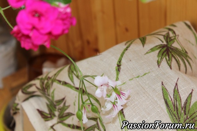 И ампельные герани цветут. И ампельные герани цветут.