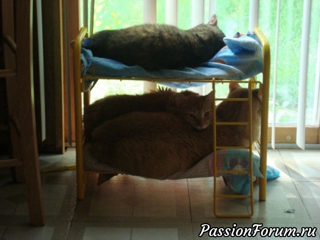 Котоместа бюджетные и супербюджетные!)))