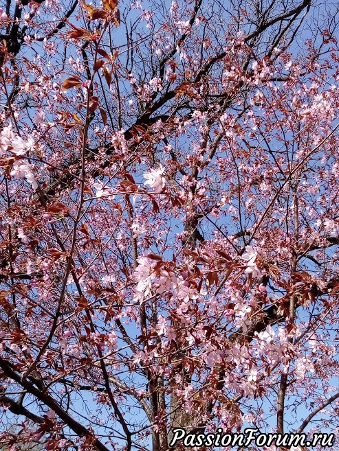 Как и обещала - Японский сад весной )))