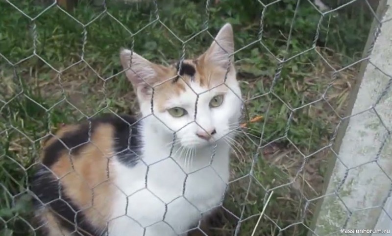 Кошки мои обожаемые.