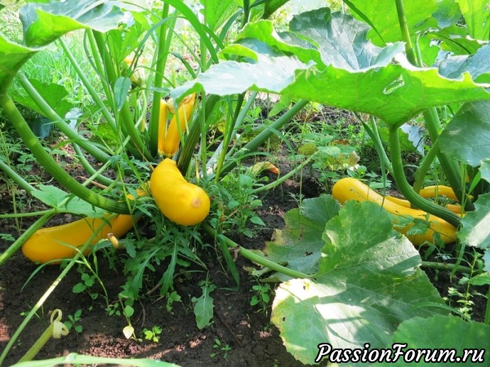ЧЕМ РАДУЕТ АВГУСТ,,,