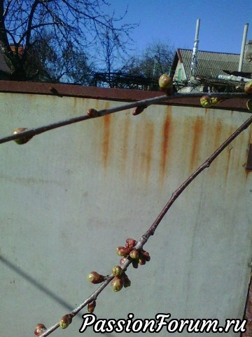 У нас весна. 31марта г Одесса.Украина.